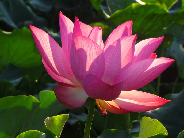 Närbild Helig Lotus — Stockfoto