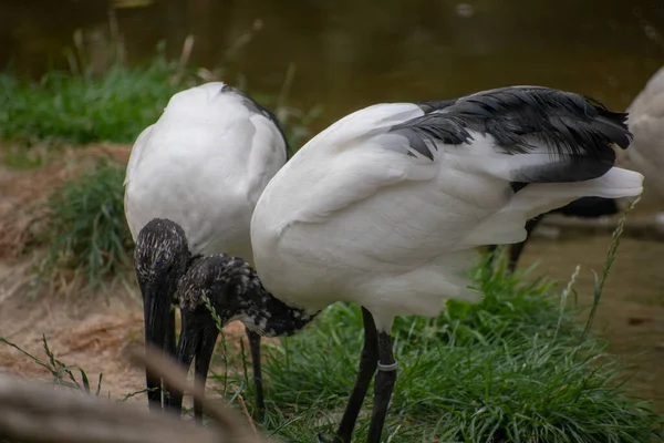 Fotografie Aproape Păsărilor Ciconiiforme Grădina Zoologică Din Osnabruck Germania — Fotografie, imagine de stoc