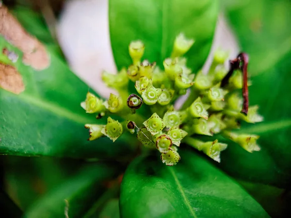 Yapraklarla Çevrili Egzotik Yeşil Bitkilerin Seçici Odak Noktası — Stok fotoğraf