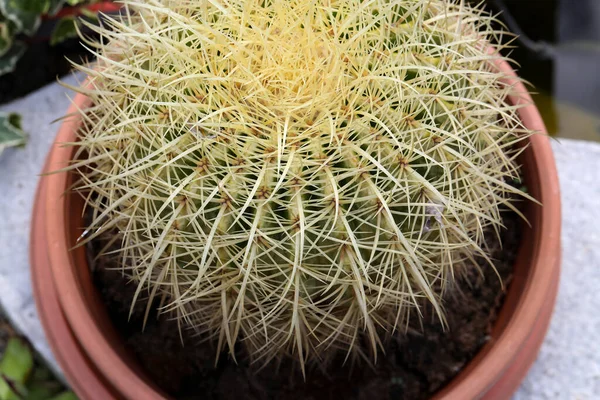 Cactus Avec Longues Épines Dans Pot Brun — Photo