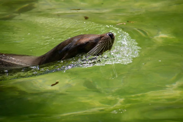 Tiro Perto Leão Marinho Nadando Água Verde — Fotografia de Stock