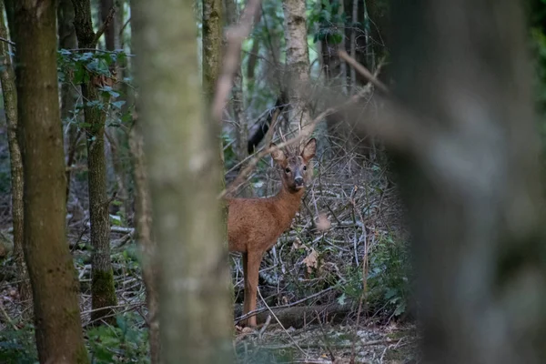 Cervo Nel Bosco Catturato Durante Giorno — Foto Stock