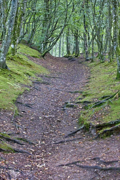 Eine Vertikale Aufnahme Eines Weges Einem Grünen Wald Bei Tageslicht — Stockfoto