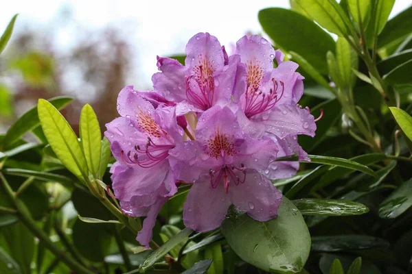 Zdjęcie Bliska Pięknych Fioletowych Kwiatów Azalea Kroplami Wody Płatkach — Zdjęcie stockowe