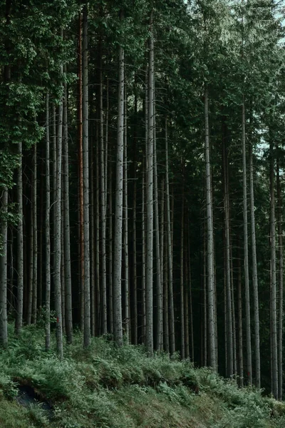 Colpo Verticale Alberi Alti Nel Bosco — Foto Stock