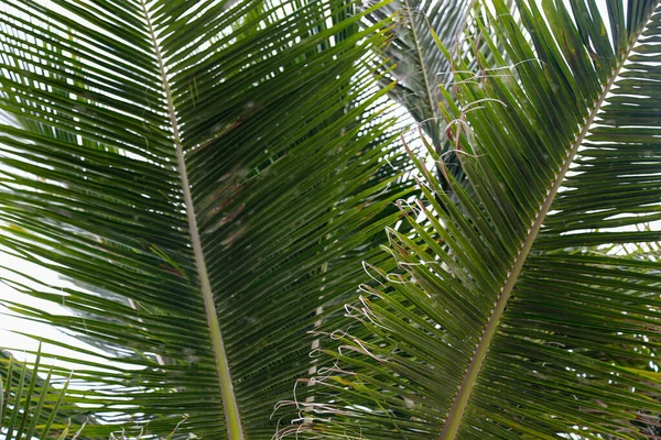 Tiro Foco Raso Babaçu Planta Tropical — Fotografia de Stock