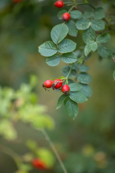 Een Verticaal Shot Van Rode Rose Heupen Een Boom Aftakking — Stockfoto