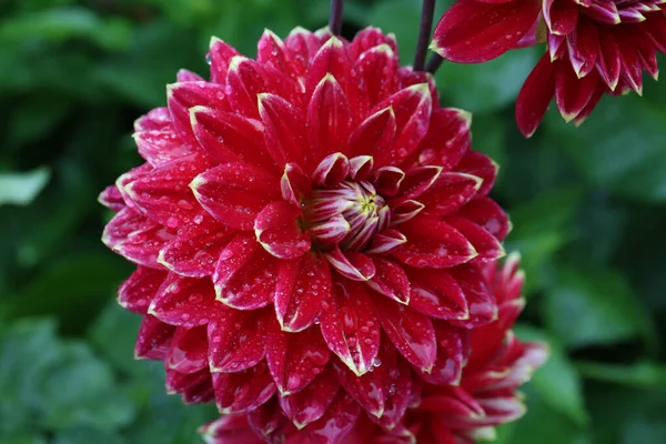 Une Mise Point Sélective Fleur Dahlia Rouge Fleurie Sur Fond — Photo