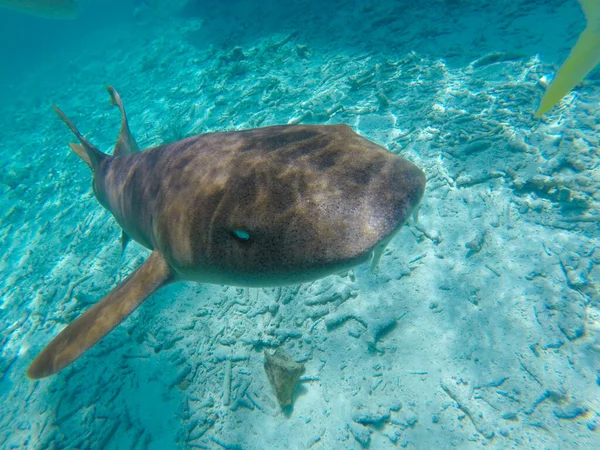 Belize Deki Caye Caulker Sualtı Dünyasında Hemşire Köpekbalığının Güzel Bir — Stok fotoğraf