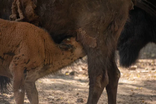 Closeup Shot Young Water Buffalo Drinking Milk Its Mother — Stock Photo, Image