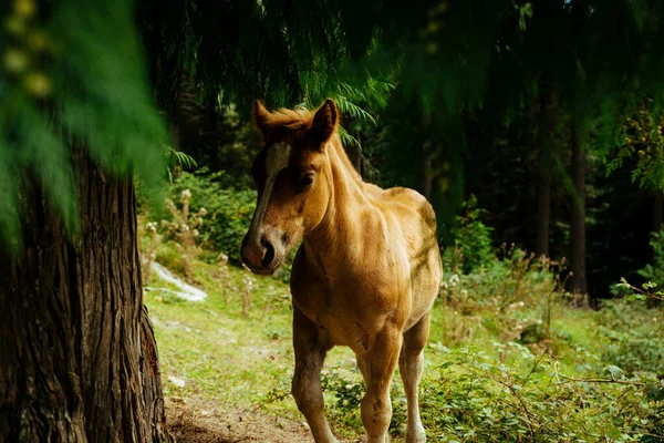 Eine Selektive Fokusaufnahme Eines Erstaunlichen Braunen Pferdes Baskenland Spanien — Stockfoto