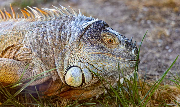 Tiro Perto Lagarto Iguana — Fotografia de Stock