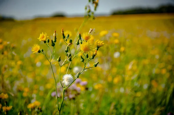 Primer Plano Hermosas Flores Silvestres Amarillas Campo — Foto de Stock