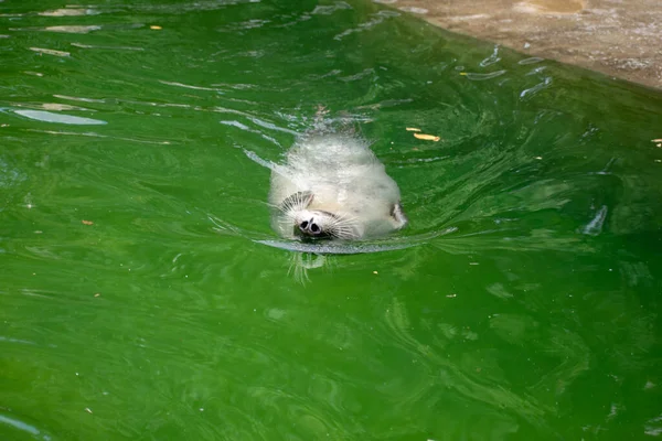 Een Dichtbij Shot Van Een Zeeleeuw Osnabruck Zoo Duitsland — Stockfoto