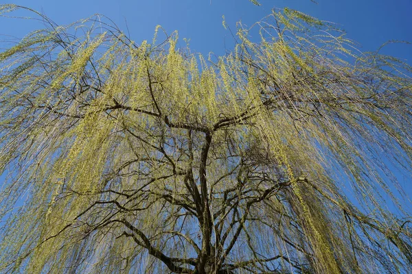 Low Angle Shot Salix Babylonica Tree — Stock Photo, Image