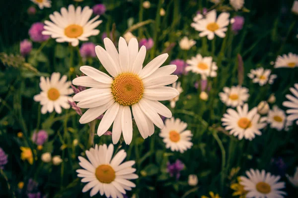 Eine Flache Fokusaufnahme Schöner Gänseblümchen Einem Blumenfeld — Stockfoto