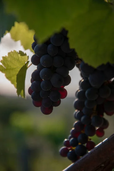 Mise Point Sélective Verticale Gros Plan Vignoble Avec Des Raisins — Photo