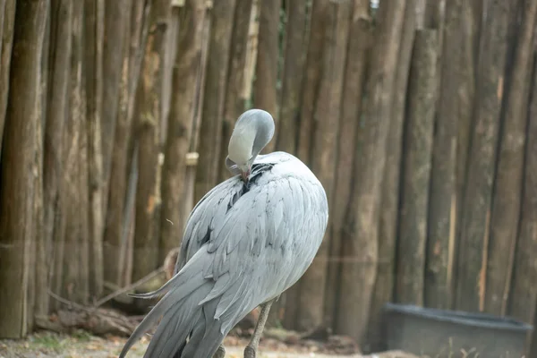 Uma Foto Close Pássaro Ciconiiforme Zoológico Osnabruck Alemanha — Fotografia de Stock