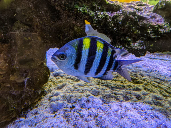 Une Belle Photo Poissons Récif Corallien Dans Aquarium — Photo