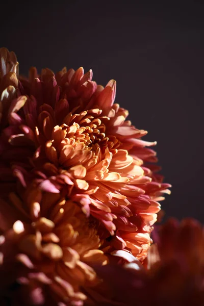 Egy Függőleges Közelkép Vörös Krizantém Virágok Szirmairól — Stock Fotó