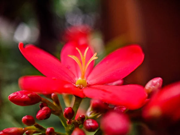 Eine Selektive Fokusaufnahme Einer Exotischen Roten Blume Mit Verschwommenem Hintergrund — Stockfoto