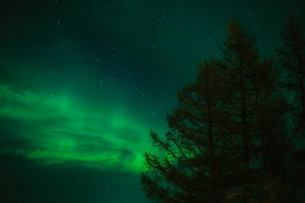 Okouzlující Pohled Polární Záři Noční Obloze Plné Hvězd Nad Stromy — Stock fotografie