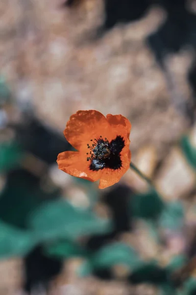 Plan Vertical Sélectif Une Fleur Papavier Orange Dans Forêt — Photo