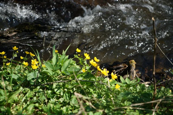 Beau Cliché Fleurs Sauvages Jaunes Fleurs Poussant Près Lac — Photo