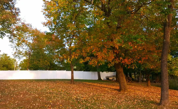 Eine Nahaufnahme Von Bäumen Und Herbstblättern — Stockfoto