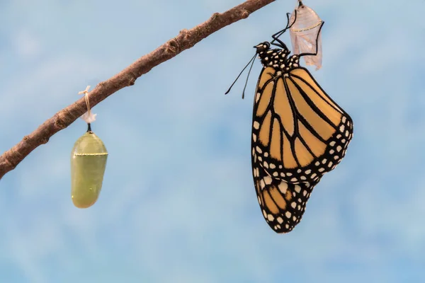 Monarch Butterfly Danaus Plexippuson Komt Uit Chrysalis Droogt Vleugels Blauwe — Stockfoto