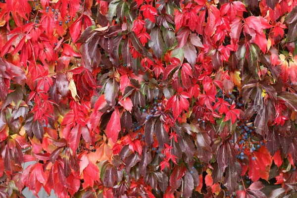 Крупный План Винограда Красные Листья Горизонтальный Выстрел — стоковое фото