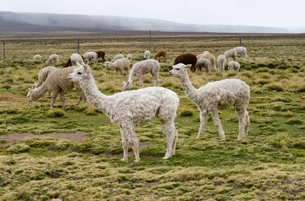 Herd Alpacas Grazing Walking Grass Covered Meadow — Stock Photo, Image