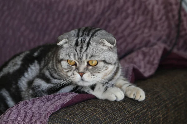 Tiro Perto Gato Deitado Sofá — Fotografia de Stock