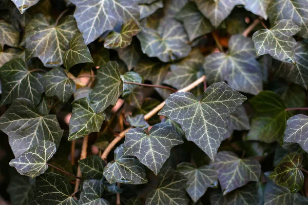 Primer Plano Las Plantas Jardín —  Fotos de Stock