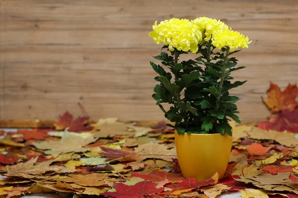 Selective Focus Shot Beautiful Chrysanthemums Vase — Stock Photo, Image