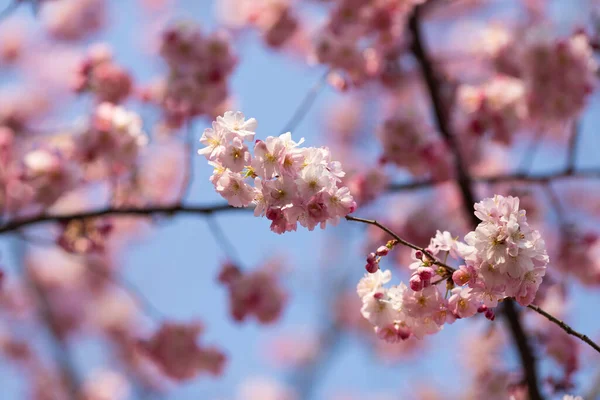 Gros Plan Belles Fleurs Fleurs Cerisier Printemps — Photo