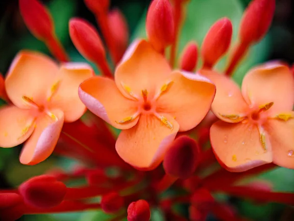 Szelektív Fókusz Lövés Gyönyörű Narancs Virágok Egzotikus Szirmok — Stock Fotó