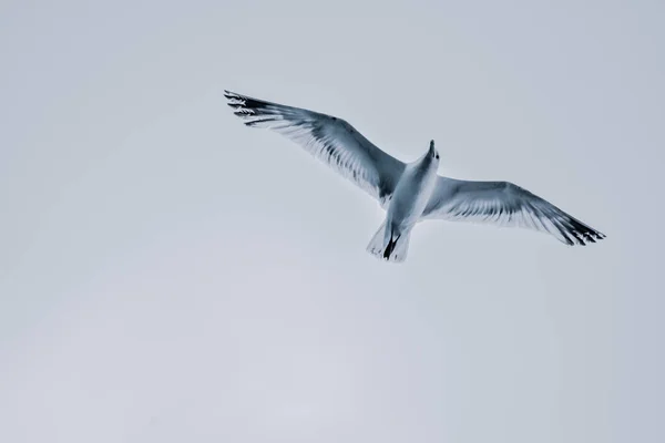 Μια Χαμηλή Γωνία Βολής Ενός Πτηνού Γλάρου Φτερά Του Ανοιχτά — Φωτογραφία Αρχείου