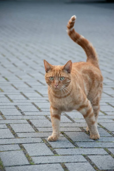 Döşeme Üzerinde Çizgili Bir Kedinin Yakın Plan Çekimi — Stok fotoğraf