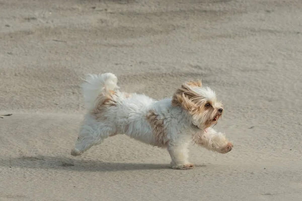 Tiro Close Cão Branco Jogando Uma Costa Arenosa — Fotografia de Stock