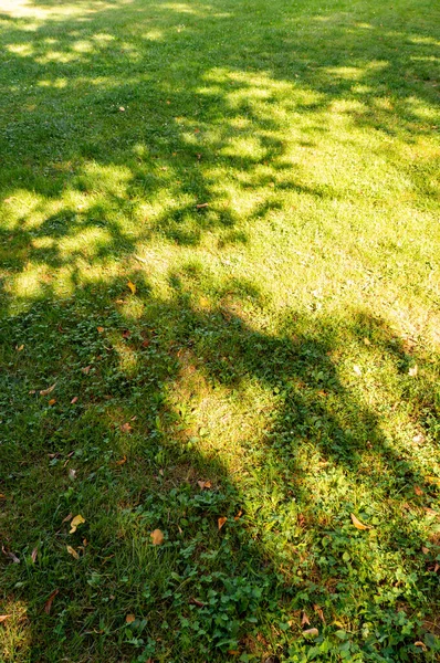 Vertical Shot Lawn — Stock Photo, Image