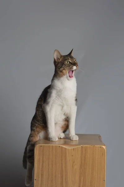 Eine Vertikale Aufnahme Einer Lustigen Hauskatze Die Auf Einem Holzstuhl — Stockfoto