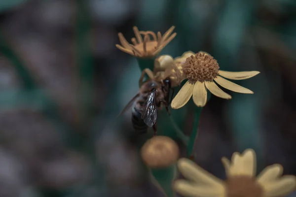Eine Selektive Fokusaufnahme Einer Gelben Blume Mit Einer Honigbiene Der — Stockfoto