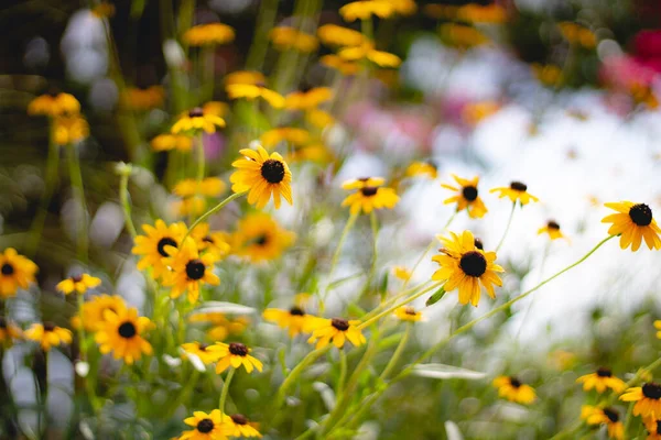绿地中盛开的黄色花朵的选择性聚焦镜头 — 图库照片