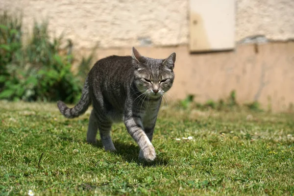 Egy Gyönyörű Szürke Csíkos Macska Sétál Szabadban — Stock Fotó