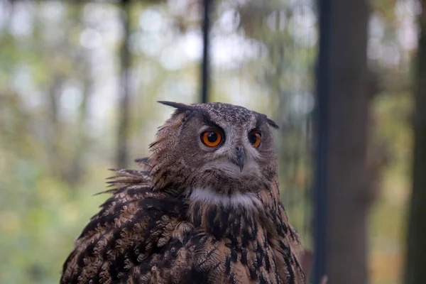 愛らしいフクロウの選択的フォーカスショット — ストック写真