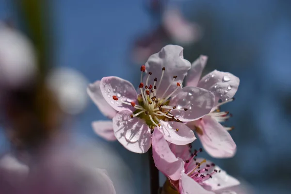 Closeup Shot Beautiful Cherry Blossoms Covered Dewdrops — Stock Photo, Image