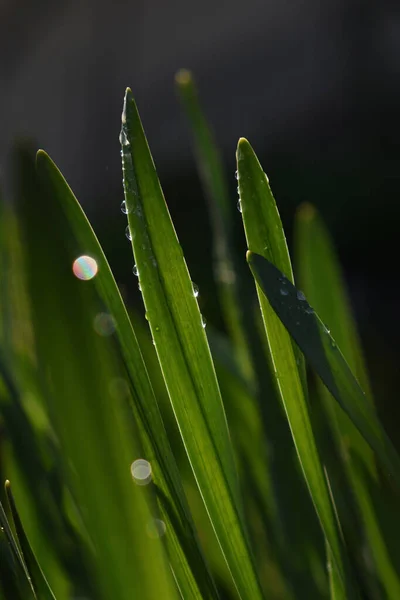 Primer Plano Plantas Verdes Cubiertas Gotas Rocío —  Fotos de Stock