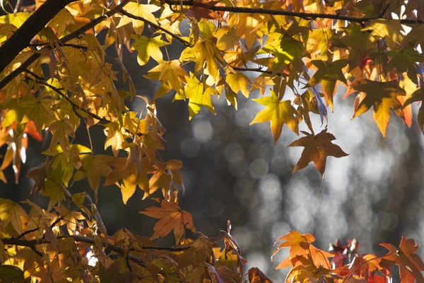 Beautiful Shot Yellow Maple Leaves Sunny Autumn Day Bokeh Effect — Stock Photo, Image