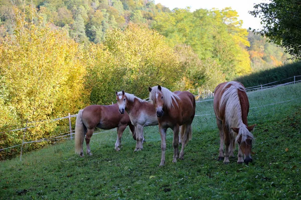 Flock Vackra Haflinger Hästar Paddocken — Stockfoto